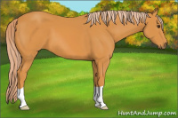 Horse Color:Chocolate Palomino 
