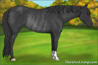 Horse Color:Black Rabicano 