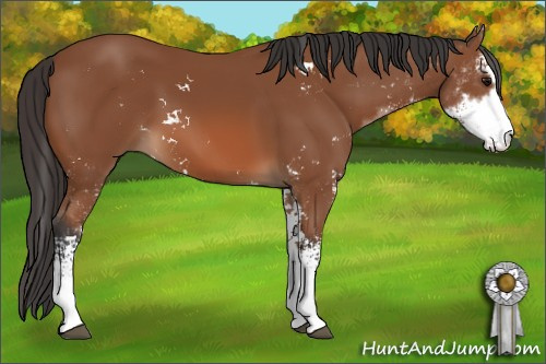 Horse Color: Bay Sabino 