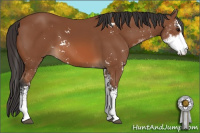 Horse Color:Bay Sabino 