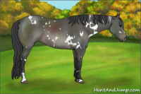 Horse Color:White Spotted Black Sabino