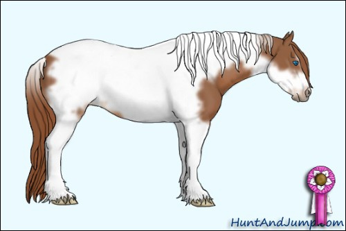 Horse Color: Unknown 