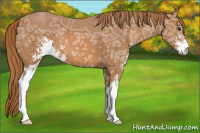 Horse Color:Chestnut Ice Sabino 