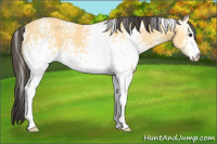Horse Color:White Spotted Buckskin