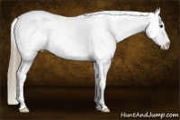 Horse Color:Smoky Black Appaloosa 