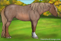 Horse Color:Red Roan