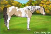 Horse Color:Buckskin Dun Splash Tobiano Frame 