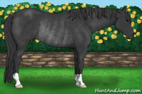 Horse Color:Brown Rabicano 