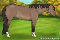 Horse Color:Bay Dun