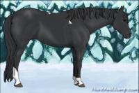 Horse Color:Black Tobiano 