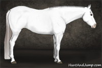 Horse Color:Black Tobiano Near Leopard Rabicano 