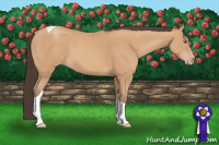 Horse Color:Amber Champagne Tobiano