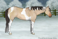 Horse Color:Bay Dun Tobiano 