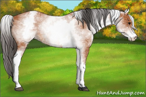 Horse Color: White Spotted Bay 