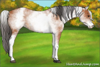 Horse Color:White Spotted Bay 