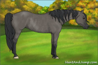 Horse Color:Grullo Rabicano 