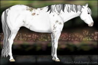 Horse Color:Grullo Sabino 