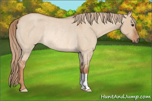 Horse Color: Red Dun Roan Rabicano 