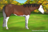 Horse Color:Bay Splash 
