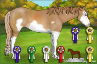 Horse Color:Chestnut Splash Frame 