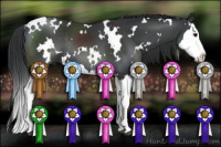 Horse Color:White Spotted Brown Splash Rabicano