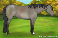Horse Color:Grullo Sabino 