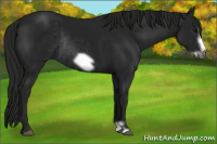 Horse Color:Gray Brown Frame Rabicano