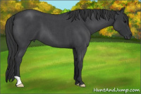 Horse Color:Blue Roan 