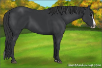 Horse Color:Brown Splash