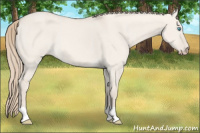 Horse Color:Perlino Dun