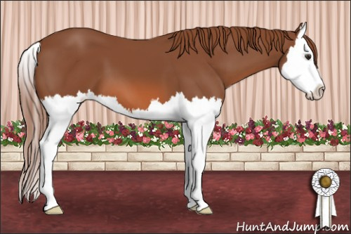 Horse Color: Liver Chestnut Sabino Splash 