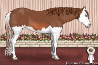 Horse Color:Liver Chestnut Sabino Splash 