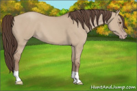Horse Color:Classic Champagne Dun 