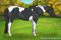 Horse Color:Black Tobiano 