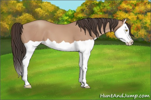 Horse Color: Amber Champagne Splash 