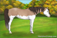 Horse Color:Amber Champagne Splash 