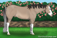 Horse Color:Bay Dun Splash 