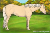Horse Color:Gold Cream Champagne Rabicano