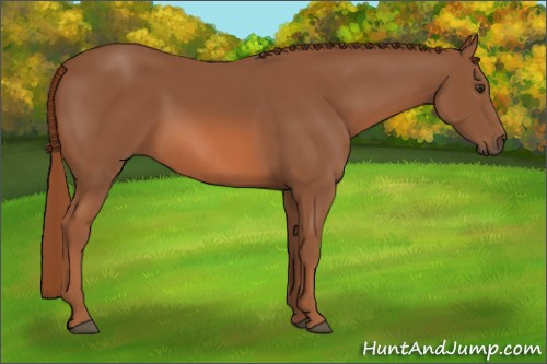 Horse Color: Chestnut Rabicano 