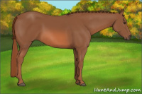 Horse Color:Chestnut Rabicano 