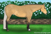 Horse Color:Silver Buckskin 