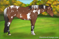 Horse Color:White Spotted Bay 