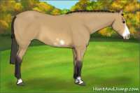 Horse Color:Buckskin Frame
