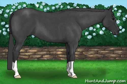 Horse Color: Unknown 
