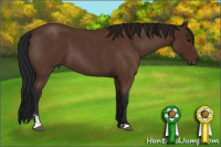 Horse Color:Gray Bay Roan Sabino