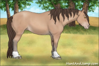 Horse Color:Amber Champagne