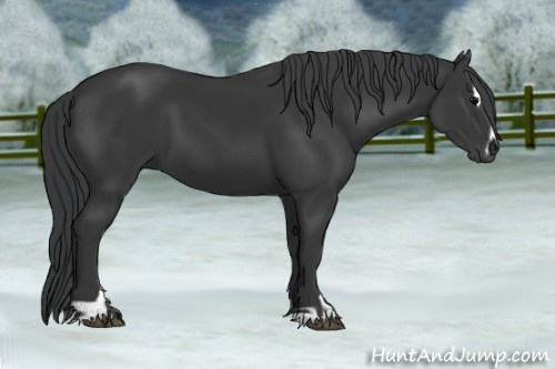 Horse Color: Black Sabino 