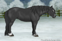 Horse Color:Black Sabino