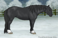 Horse Color:Black 