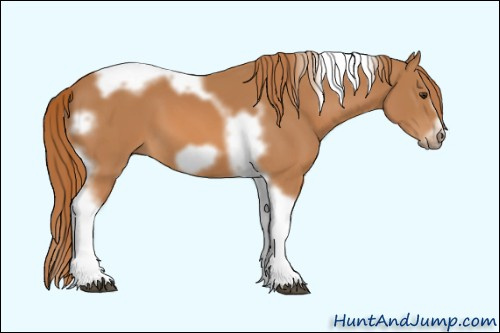 Horse Color: Unknown 